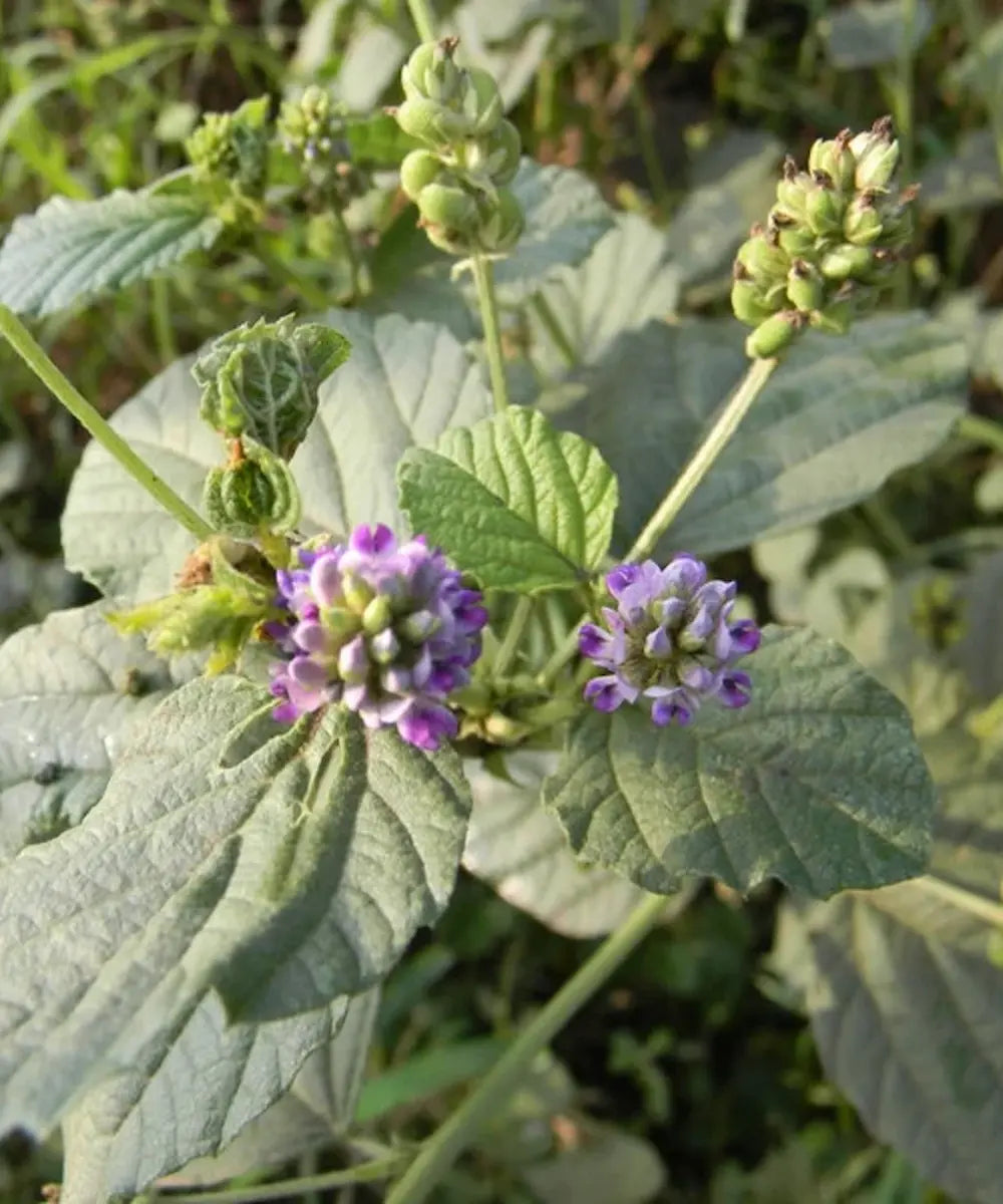 Bakuchiol voor de huid: het natuurlijke alternatief voor retinol