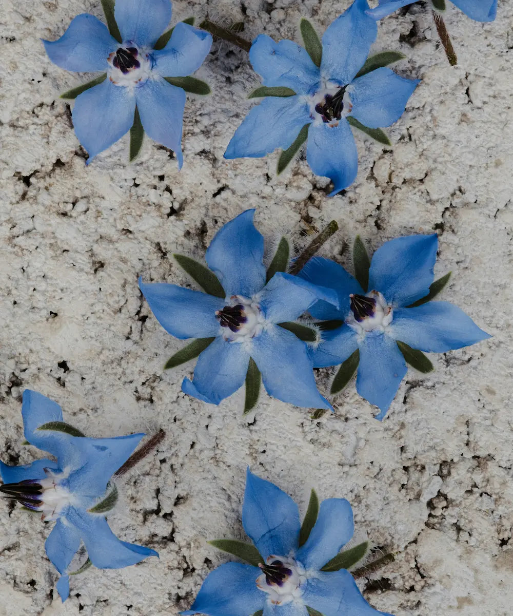 Borago voor de huid: wat maakt dit botanische ingrediënt zo bijzonder?