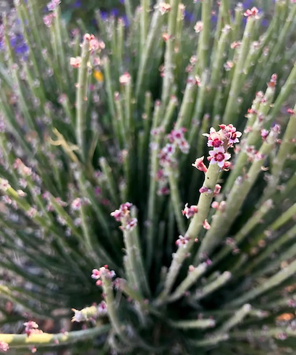 Candelilla wax voor de huid: voordelen en werking uitgelegd