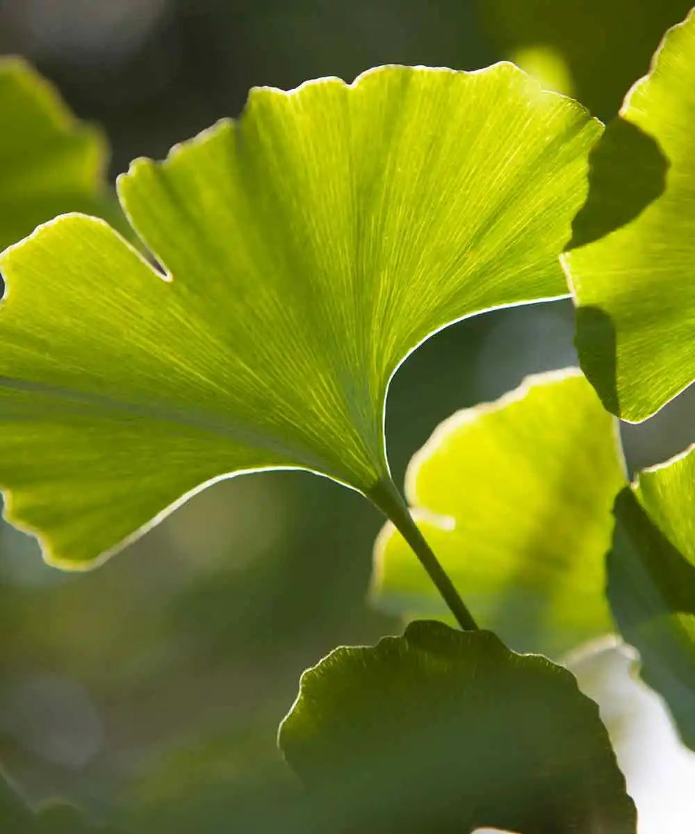 Ginkgo Biloba