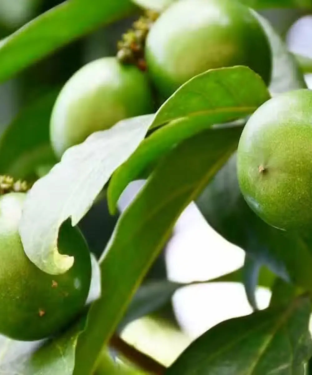 Cacay voor de huid: ontdek de kracht van deze bijzondere olie